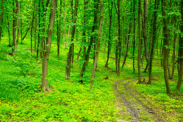 Naklejka na meble forest trees