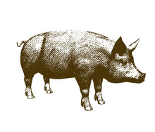 Big Pig Engraving Style