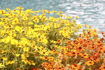 yellow beautiful flower beside the river with blurry river water