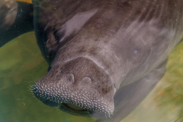 Amazonian manatee (Trichechus inunguis) in Amazon Manatee Rescue Center near Iquitos, Peru