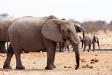 Fototapeta Sawanna - herd of African elephants at a waterhole
