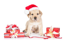 American Staffordshire Terrier Puppy Dressed In A Christmas Hat Sitting Among Presents