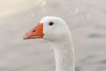 Portrait Of A White Goose.
