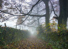 Autumn Misty Landscape
