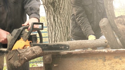 Wall Mural - Men cutting wood logs with chainsaw, lumberjack in action sawing firewood trunks.