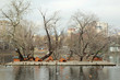 © marigo - Царство уток.