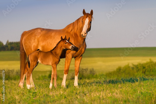 Photographie Mare avec colt dans le magnifique domaine