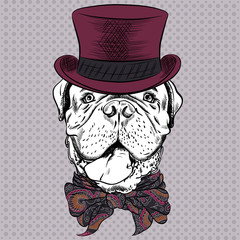 Wall Mural - vector funny cartoon hipster dog French Mastiff