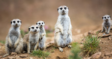 Watchful Meerkats Standing Guard