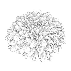 Wall Mural - beautiful monochrome black and white dahlia flower isolated on background.