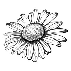 Wall Mural - beautiful monochrome, black and white daisy flower isolated.