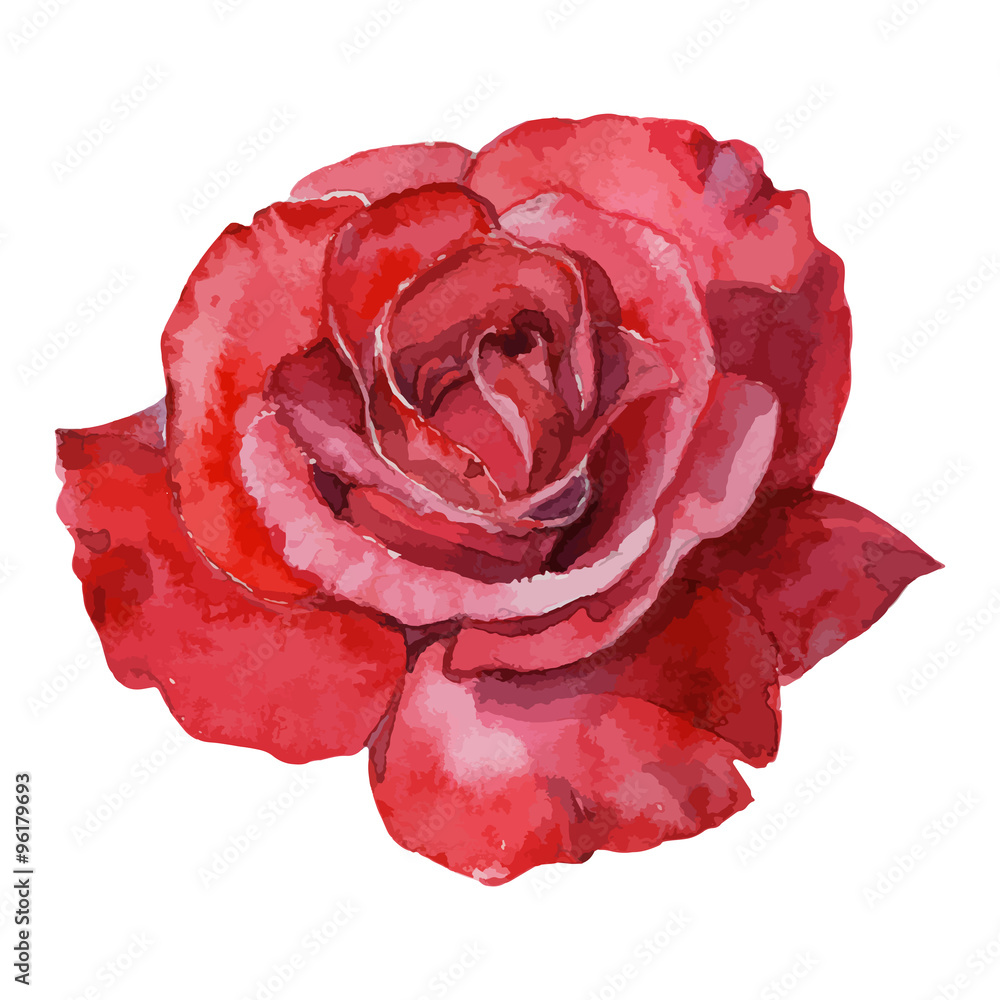 beautiful rose watercolor hand-painted isolated on white background. - obrazy, fototapety, plakaty 