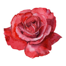 Beautiful Rose Watercolor Hand-painted Isolated On White Background.