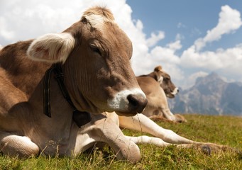 Poster - head of cow (bos primigenius taurus), with cowbell