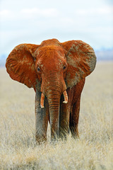 Wall Mural - elephants in Tsavo Park