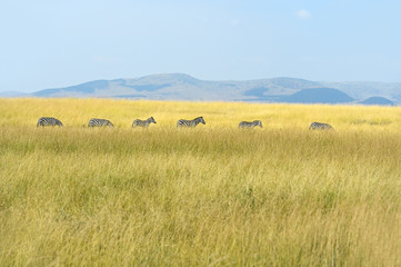 Wall Mural - Zebra in the Masai Mara