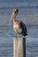 Fototapete - Brown Pelican (pelecanus occidentalis)