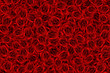 floral background of red roses closeup