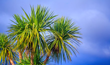New Zealand Landscape With The Cabbage Palm Tree