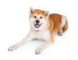 White And Brown Akita Lying Against White Background