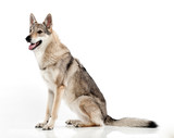 Czechoslovakian hybrid wolf dog