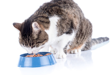 Cat eating wet food