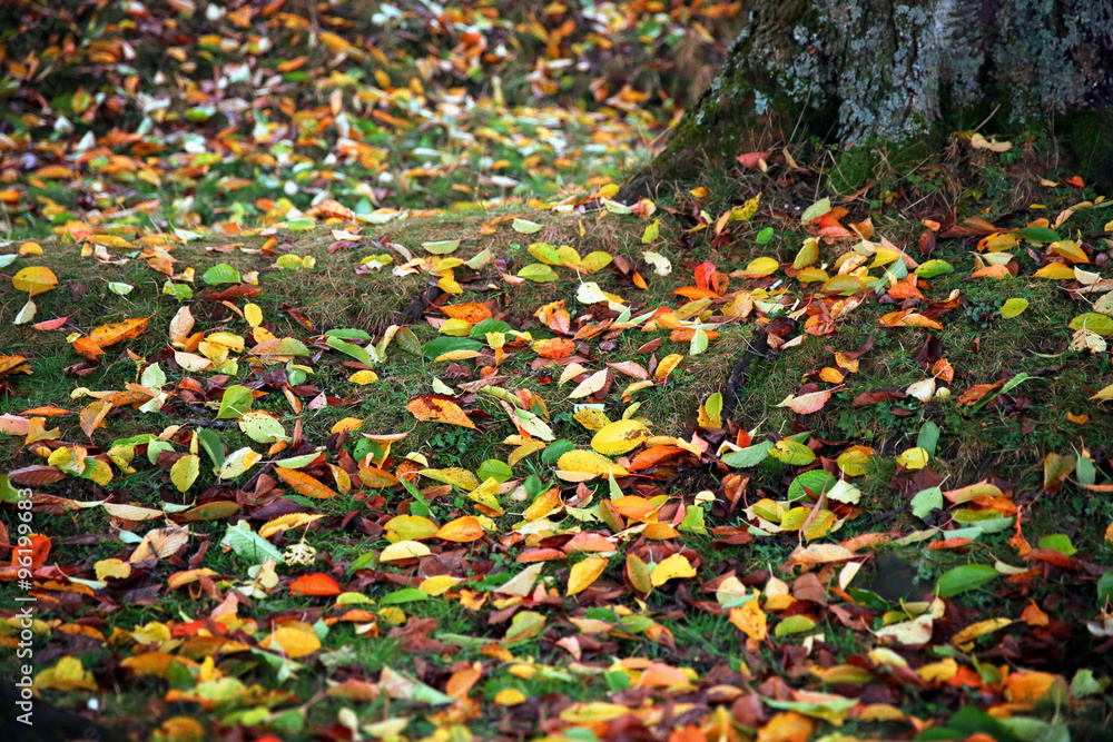 Fallen autumn leaves on grass background