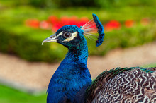 Peacock Profile View Close Up Image Garden Background