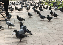 A Lot Of Pigeons On The Sidewalk In Park.