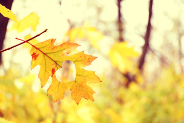 Autumn leaf with heart, outdoors