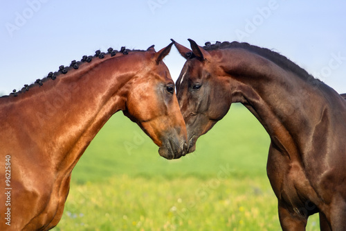 Fotografie, Tablou Two beautiful bay horse couple portrait against blue sky