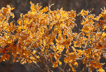 Autumn leaves backlight in a forest. Nature background. Warm ton