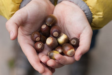 acorns in the children's hands