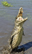 Attack crocodile. Cuban Crocodile (crocodylus rhombifer). The Cuban crocodile jumps out of the water. Cuba.

