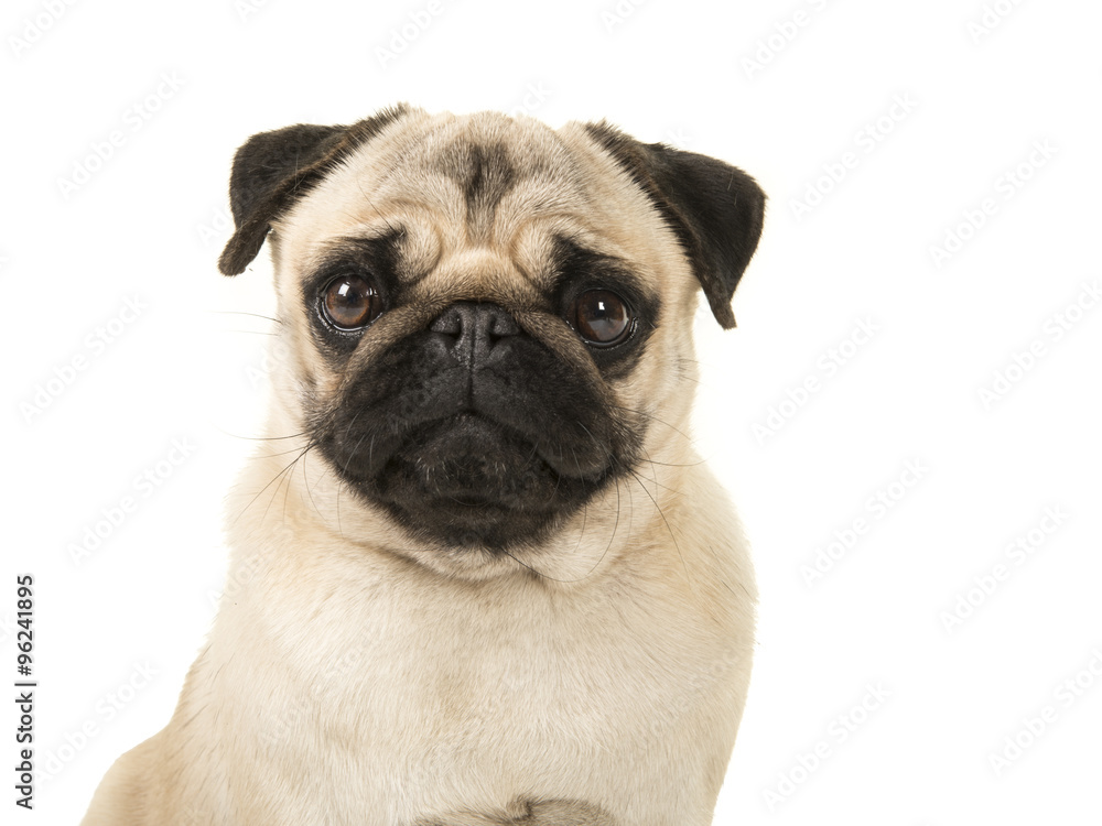 Pug dog portrait isolated on a white background Stock Photo | Adobe Stock