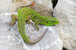 © Starover Sibiriak - Зелёная ящерица(Lacerta viridis) — вид ящериц из рода Зелёных ящериц. Ящерица на камне