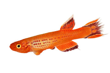 Canvas Print - Killi Aphyosemion austral Hjersseni gold Aquarium fish isolated on White