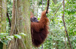 Sumatran wild orangutan in Gunung Leuser National Park in Northern Sumatra, Indonesia
