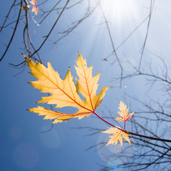 Wall Mural - autumn yellow dry