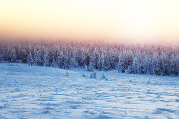 Wall Mural - Beautiful landscape of sunset in winter forest