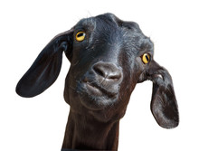 Black Goat Isolated With Clipping Path