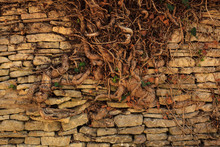 Old Stone Wall With Root Tree