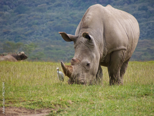 Fotografia, Obraz wild white rhinoceros grazing grass with cattle hegret