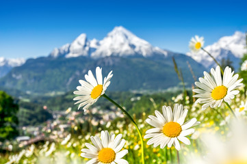 Beautiful blooming mountain flowers in snow-capped Alps in spring