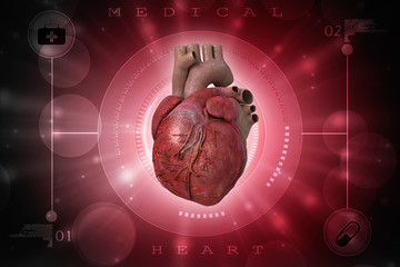 Wall Mural - 3d illustration  Anatomy of Human Heart 
