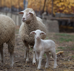 Poster - Lamb and sheep on the farm