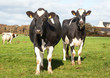 © guitou60 - Vaches Holstein en pature
