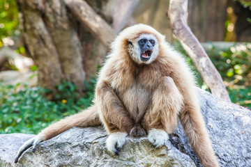 Northern white cheeked gibbon