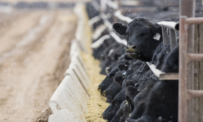 feedlot cattle in the snow, muck & mud