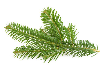 Fir tree branch isolated on white